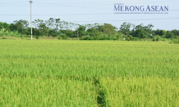 Bộ Công Thương triển khai loạt giải pháp thúc đẩy xuất khẩu gạo năm 2026