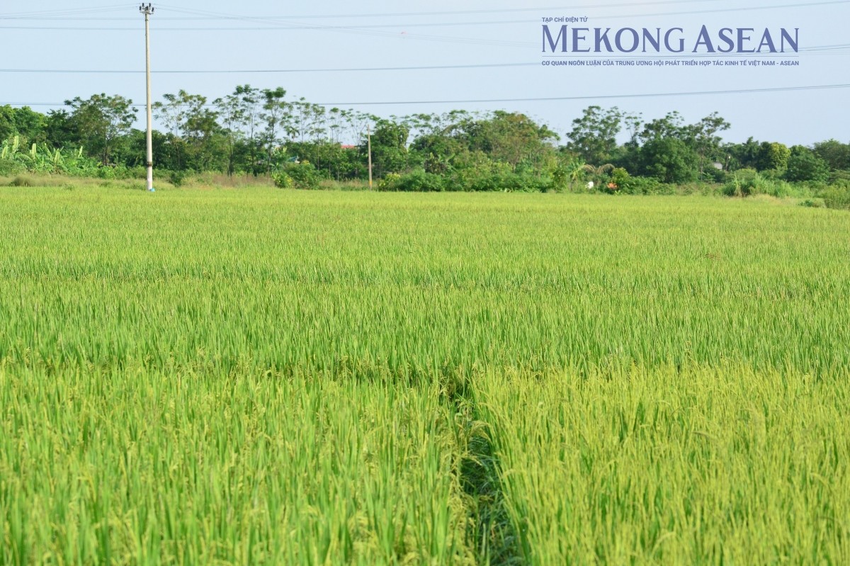 Ảnh minh họa: Lê Hồng Nhung - Mekong ASEAN.