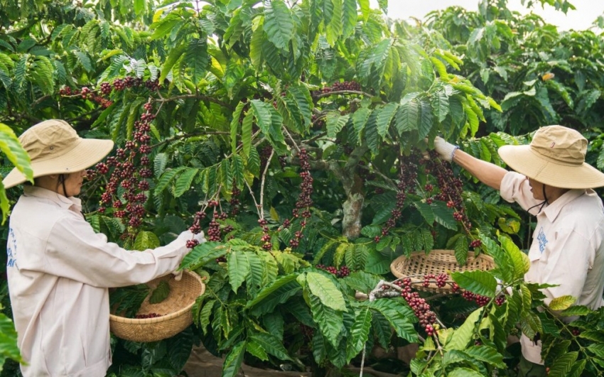 Đắk Lắk khởi động mô hình liên kết kinh tế tuần hoàn trong nông nghiệp