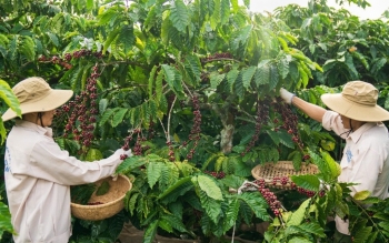 Đắk Lắk khởi động mô hình liên kết kinh tế tuần hoàn trong nông nghiệp