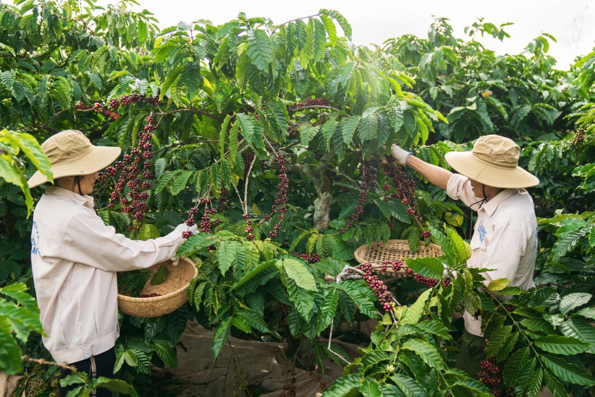 Đắk Lắk khởi động mô hình liên kết kinh tế tuần hoàn nông nghiệp