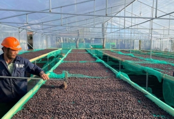 Việt Nam bắt đầu xây dựng tiêu chuẩn đánh giá chất lượng cà phê Robusta