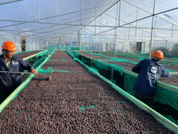 Việt Nam bắt đầu xây dựng tiêu chuẩn đánh giá chất lượng cà phê Robusta