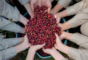 Cần 'định nghĩa chất lượng' cho cà phê Robusta Việt Nam
