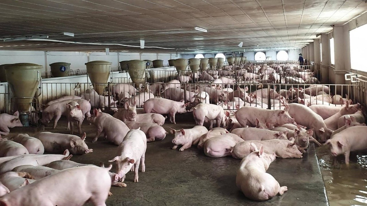 Chấn chỉnh công tác giết mổ