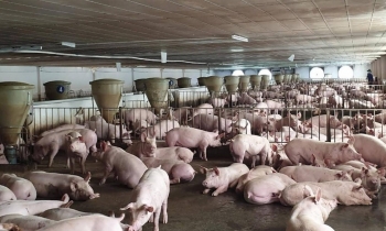 Chấn chỉnh công tác kiểm soát giết mổ gia súc tại các địa phương