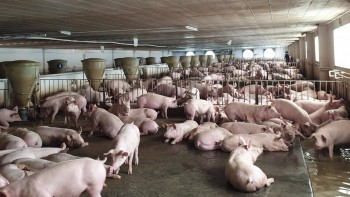 Chấn chỉnh công tác kiểm soát giết mổ gia súc tại các địa phương