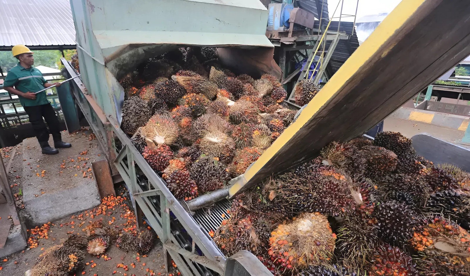 Xuất khẩu dầu cọ Indonesia tăng 26% trước thềm áp dụng xăng sinh học