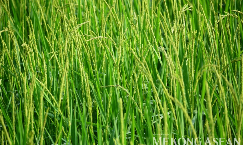 FAO: Chỉ số giá lương thực toàn cầu tăng ở tất cả nhóm hàng