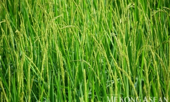 FAO: Chỉ số giá lương thực toàn cầu tăng ở tất cả nhóm hàng