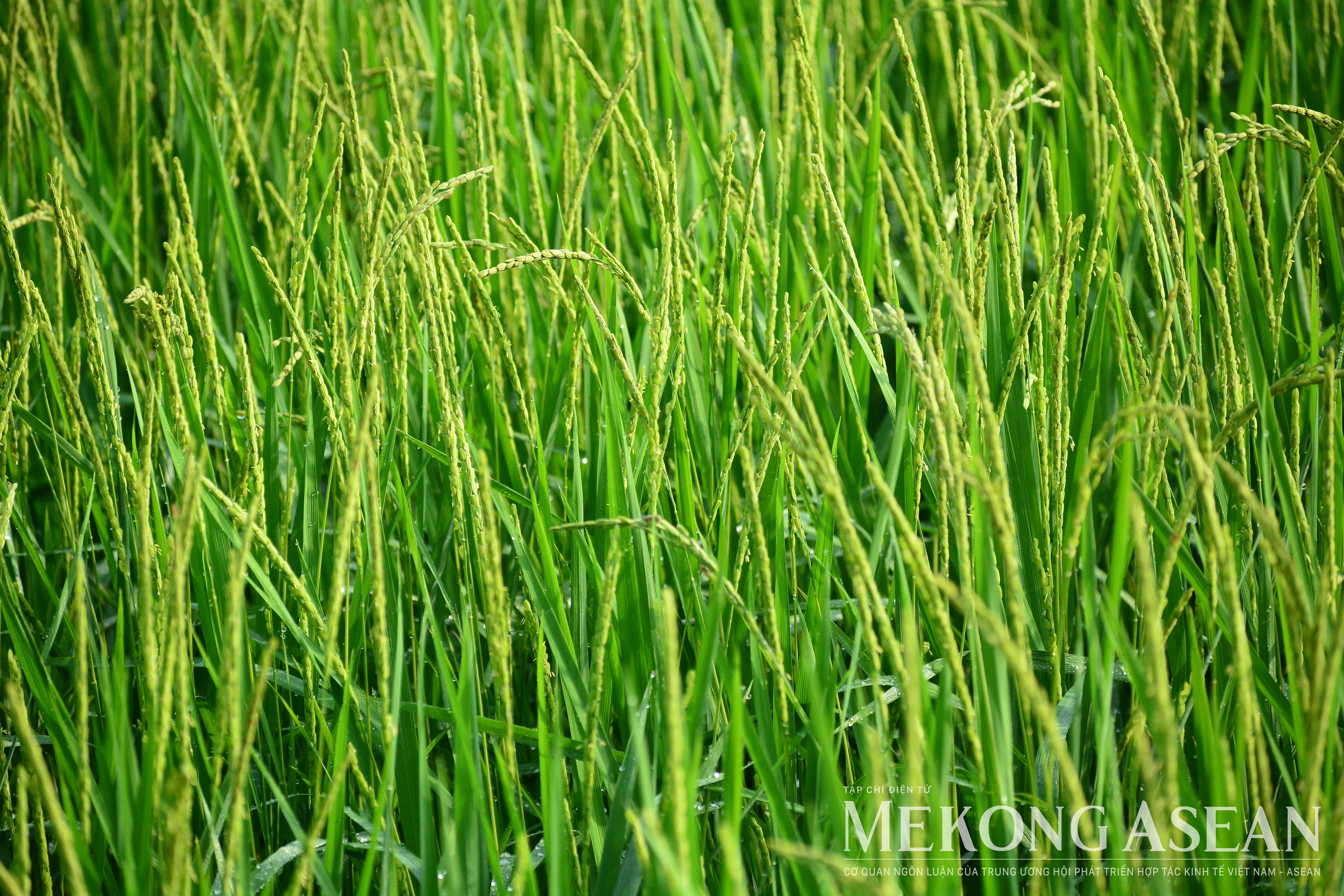 FAO: Chỉ số giá lương thực toàn cầu tăng ở tất cả nhóm hàng