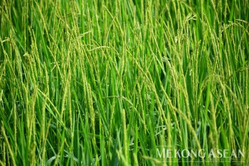 FAO: Chỉ số giá lương thực toàn cầu tăng ở tất cả nhóm hàng