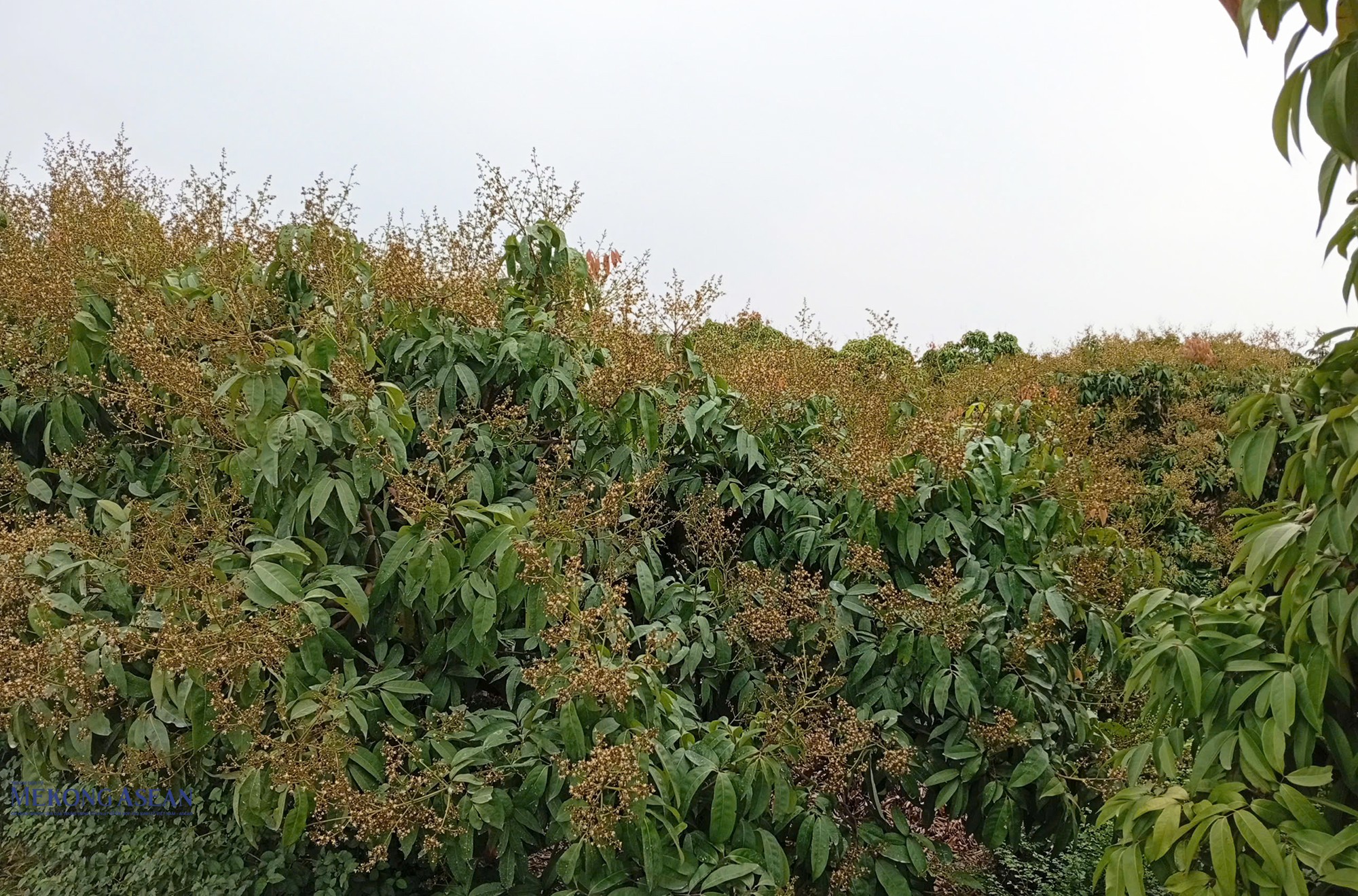 Thời điểm vải sớm ở xã Hà Đông ra hoa. Ảnh: Phùng Nguyện (chụp ngày 10/2/2026).