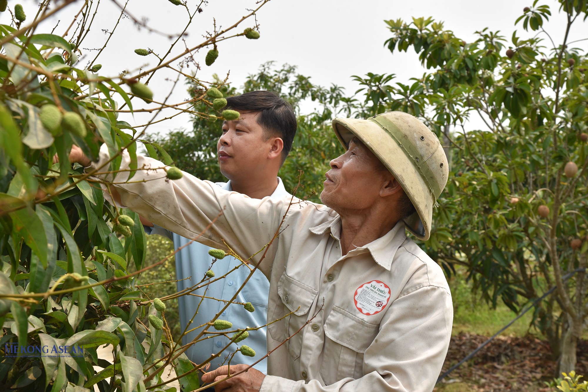 Xã Hà Đông (thành phố Hải Phòng) có 21 thôn, các thôn này đến nay đều trồng vải. Ảnh: Phùng Nguyện (chụp ngày 7/4/2026).