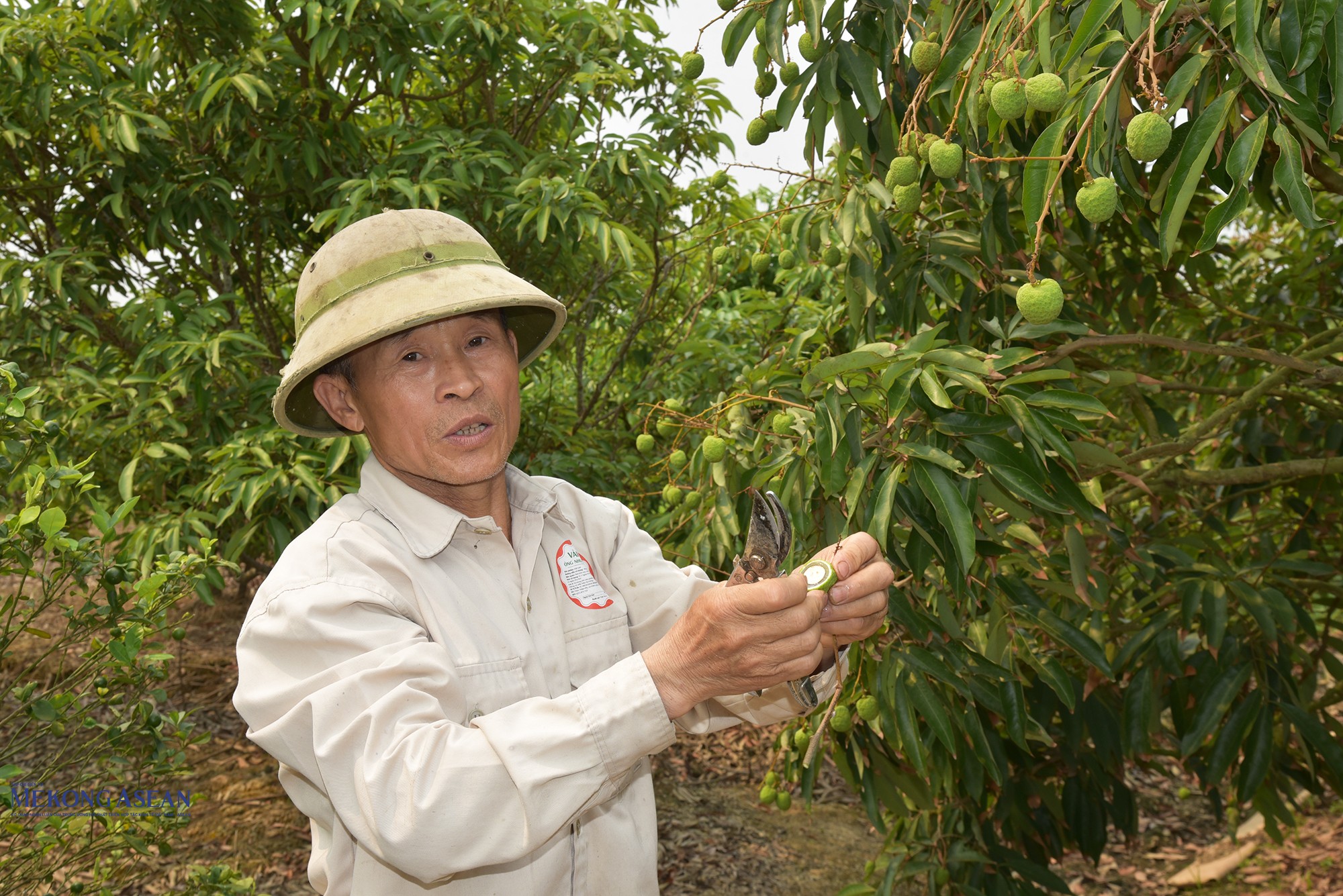 Hiện trà vải sớm ở xã Hà Đông đang vào giai đoạn đẫy cùi, báo mã. Ảnh: Phùng Nguyện (chụp ngày 7/4/2026).