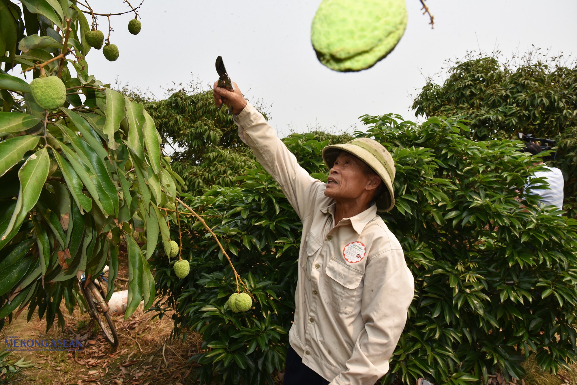 Gia đình ông Vũ Đức Nhuận ở thôn Thiệu Mỹ, xã Hà Đông có 3,5 ha trồng vải, trong đó vải sớm chiếm phần lớn diện tích. Ảnh: Phùng Nguyện (chụp ngày 7/4/2026).