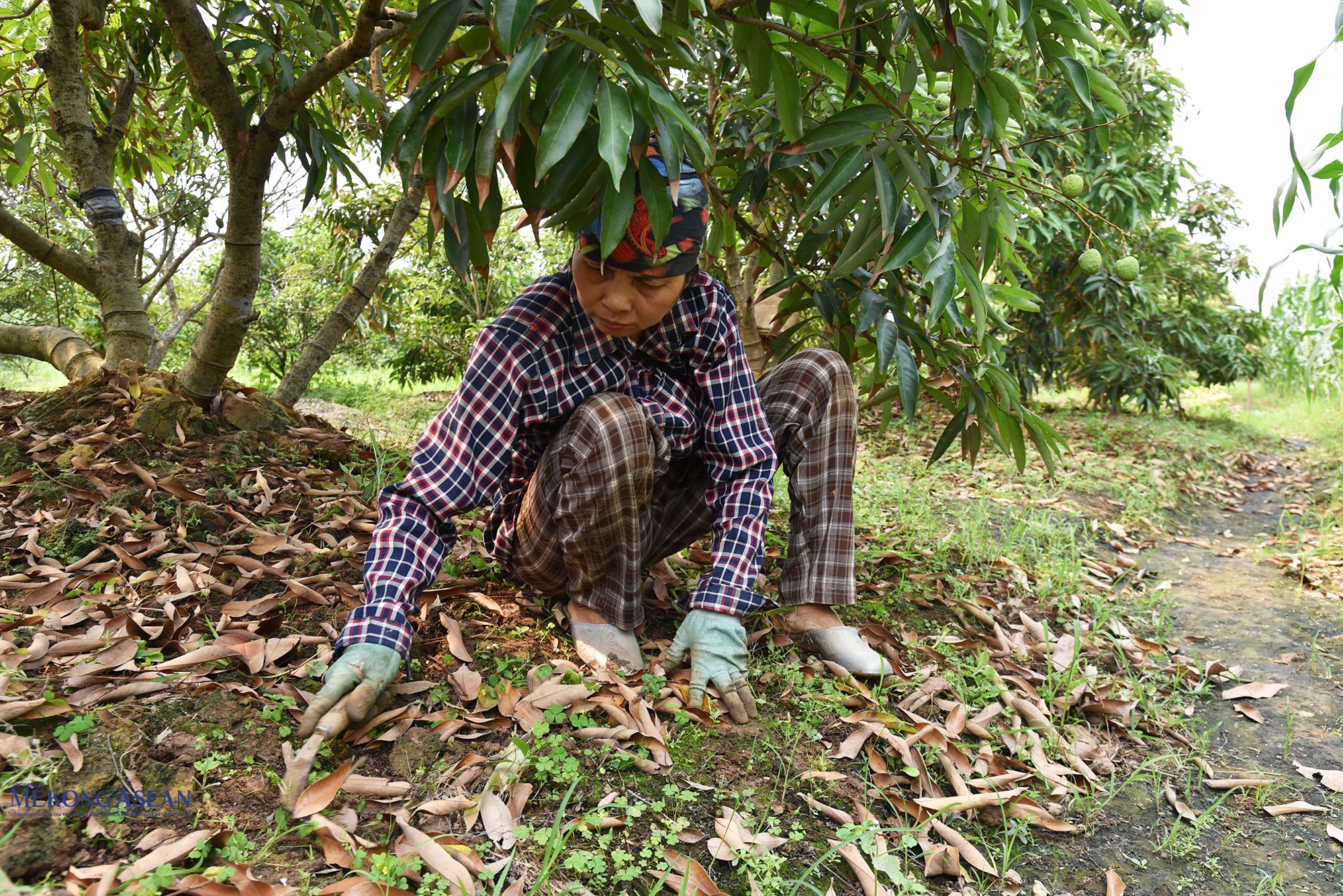 Bà con dọn cỏ quanh gốc và tiếp tục cắt tỉa bớt cành, lộc, lá… để vải tập trung dinh dưỡng nuôi quả. Ảnh: Phùng Nguyện (chụp ngày 7/4/2026).