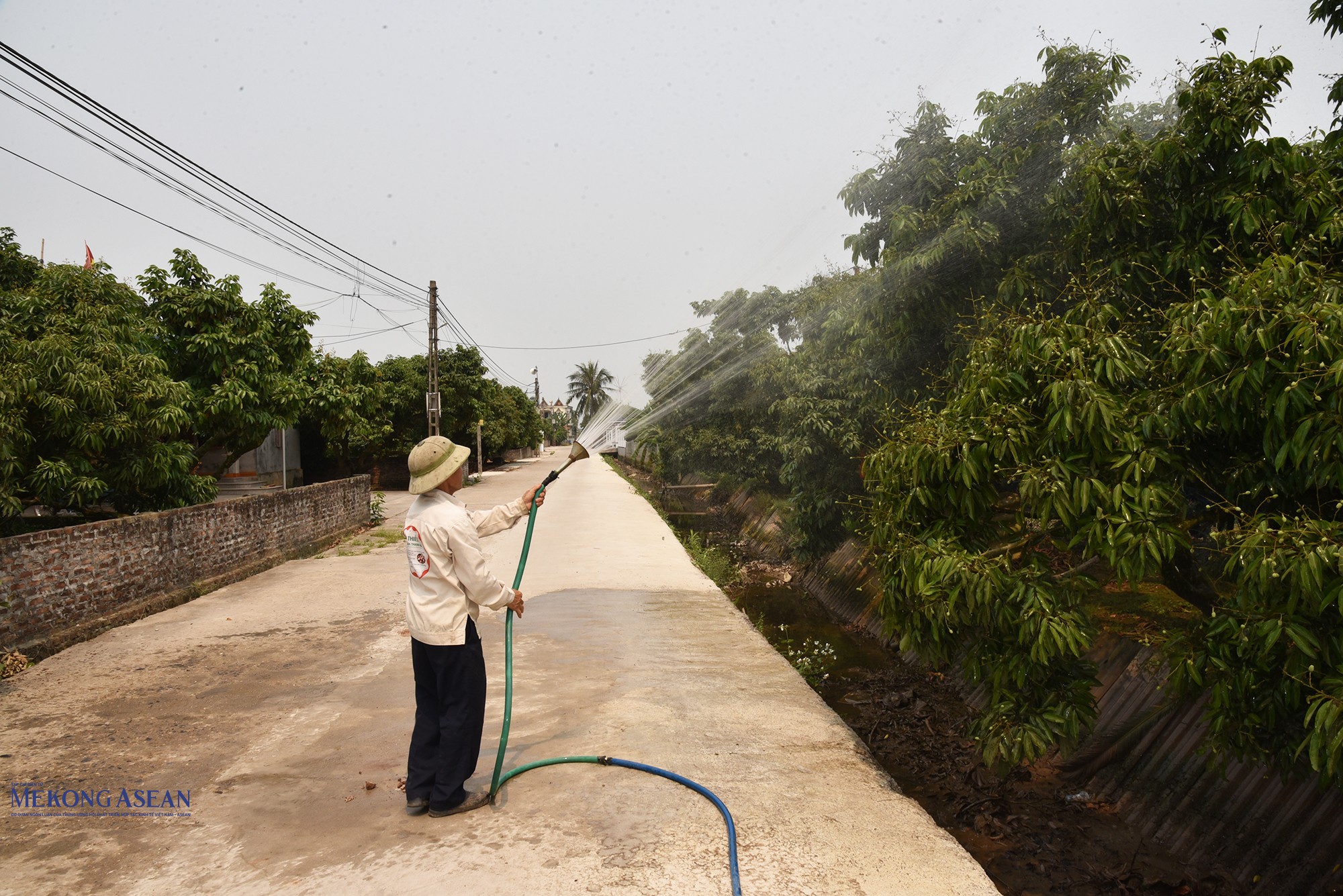 Nông dân xã Hà Đông tăng cường tưới dưỡng, giữ ẩm cho vải. Vải thiều chính vụ hiện quả còn non. Ảnh: Phùng Nguyện (chụp ngày 7/4/2026).