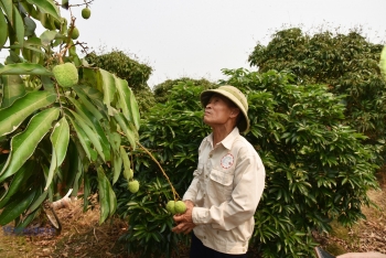 'Thủ phủ' vải sớm ở Hải Phòng sắp cho thu hoạch