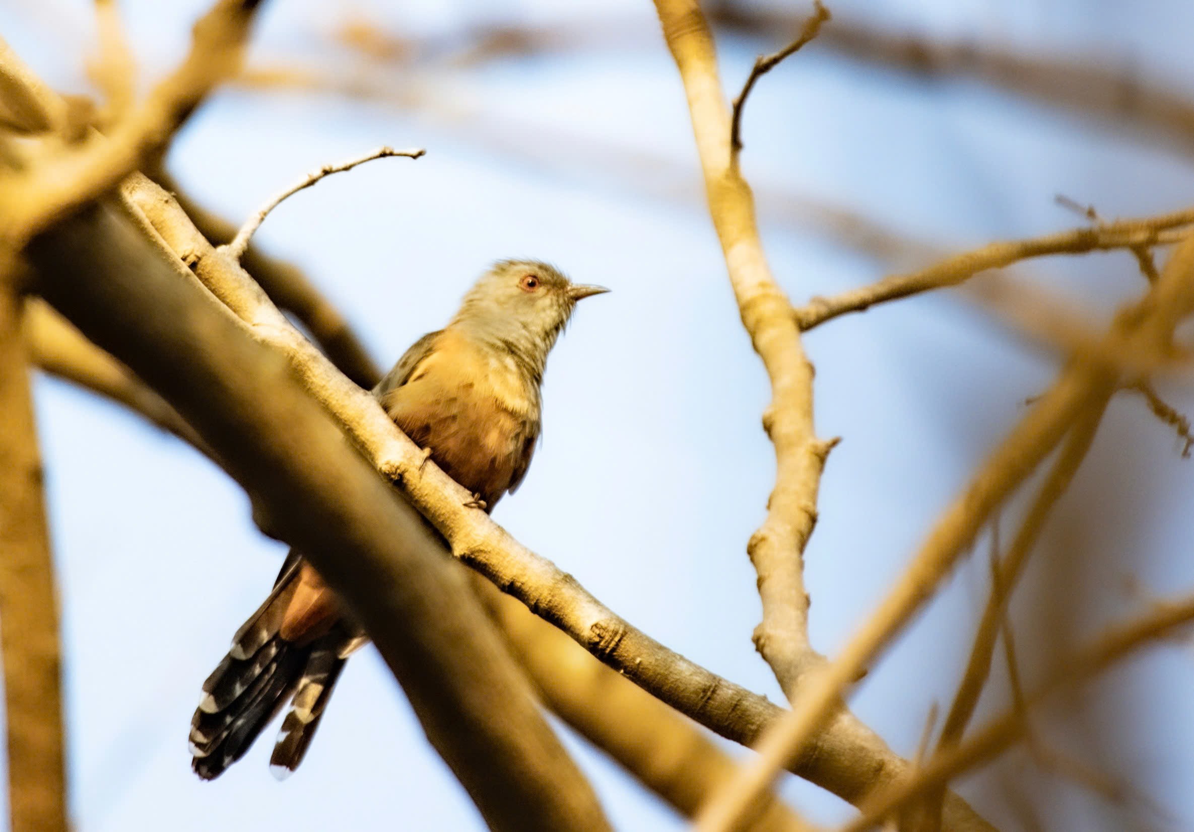 Bản giao hưởng thiên nhiên giữa lòng phố thị