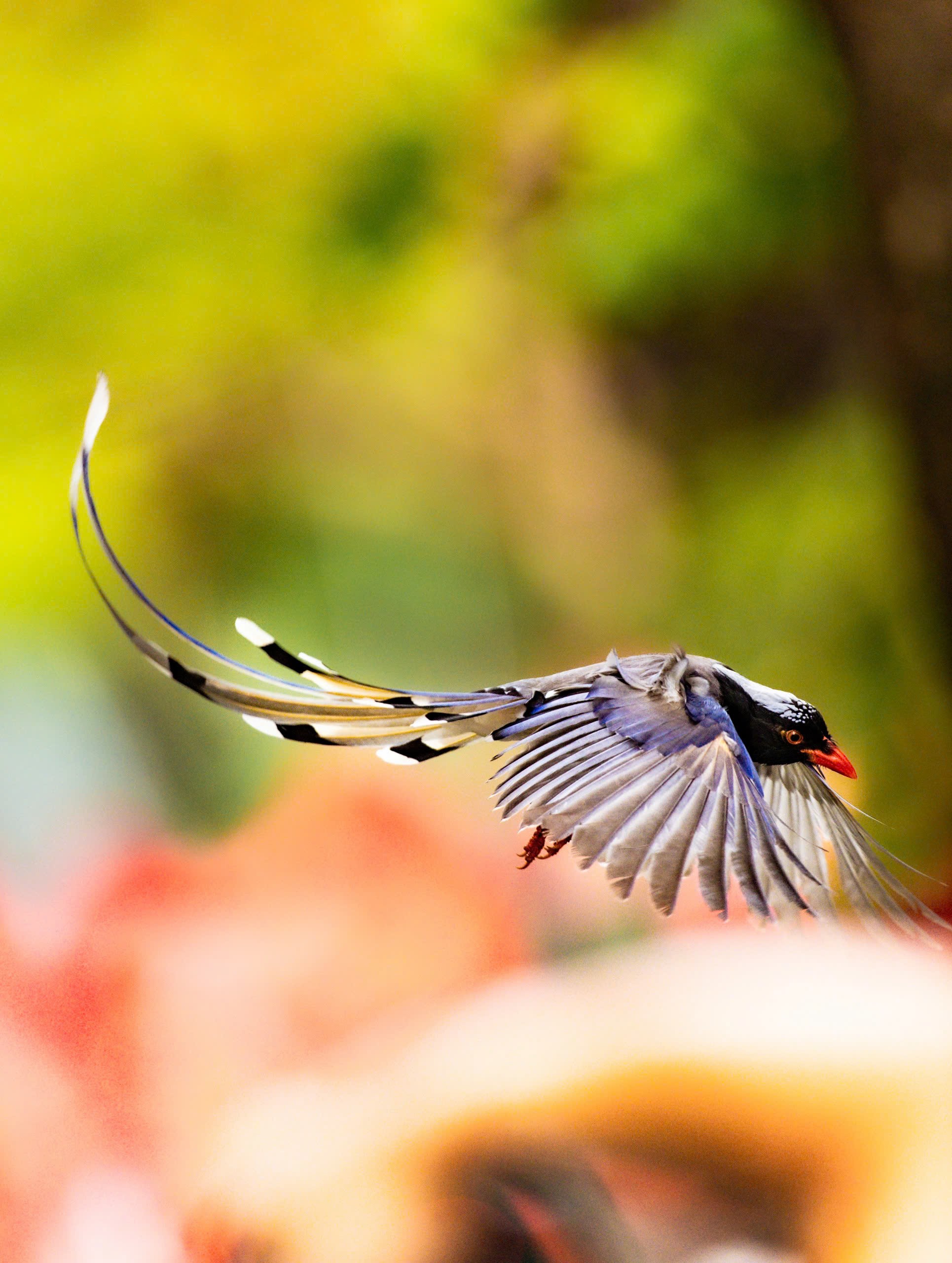 Chim giẻ cùi, hay còn gọi là phướn hồng, xòe rộng đôi cành rực rỡ.