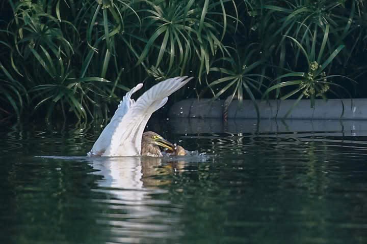 Bản giao hưởng thiên nhiên giữa lòng phố thị