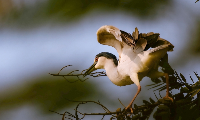 Bản giao hưởng thiên nhiên giữa lòng phố thị