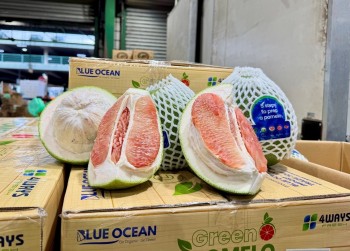 Bưởi Việt Nam chính thức được bày bán tại Sydney, Australia