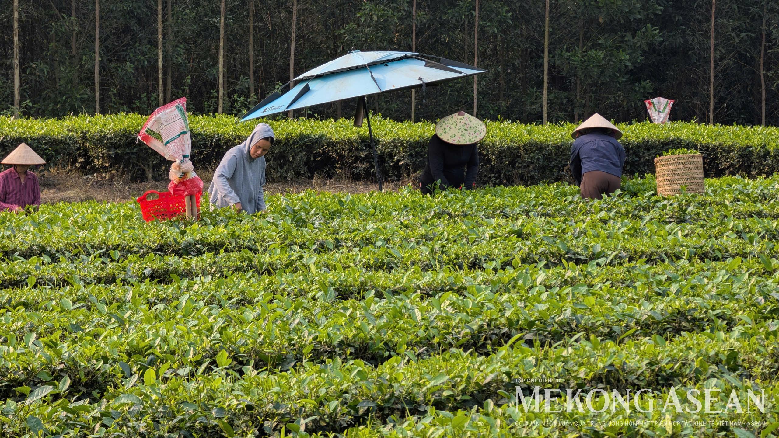 Cơ hội cho doanh nghiệp chè giao thương tại Quảng Tây vào tháng 5