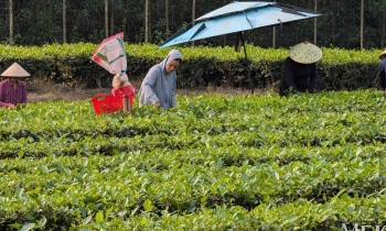 Cơ hội cho doanh nghiệp chè giao thương tại Quảng Tây vào tháng 5