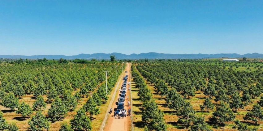 Hoàng Anh Gia Lai vừa 