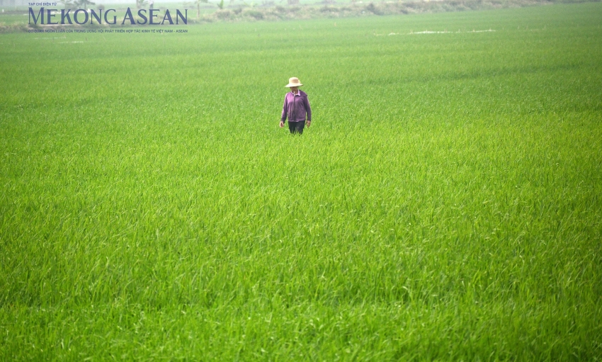 FAO: Chỉ số giá lương thực toàn cầu tăng tháng thứ 3 liên tiếp