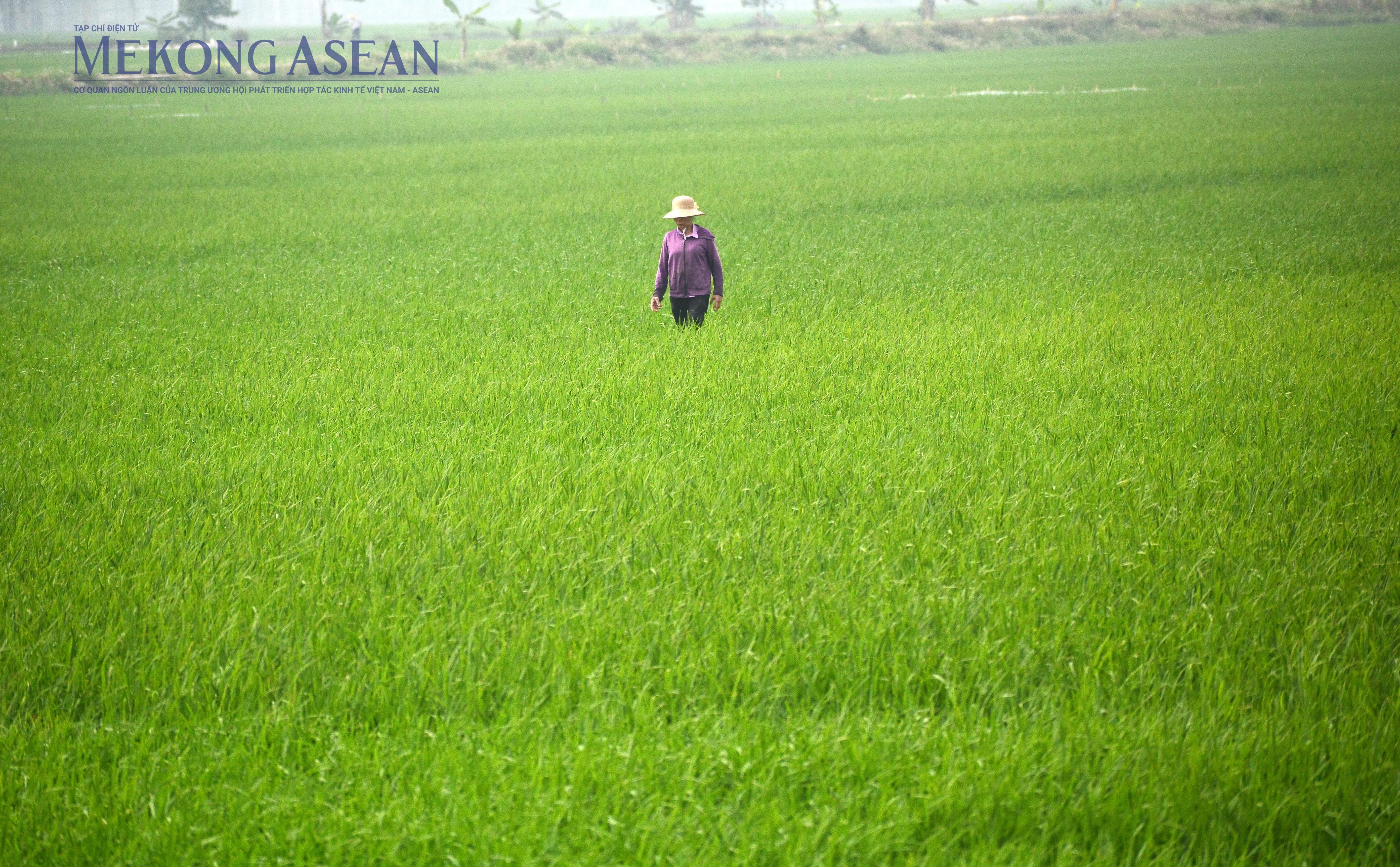 FAO: Chỉ số giá lương thực toàn cầu tăng tháng thứ 3 liên tiếp. Ảnh: Lê Hồng Nhung