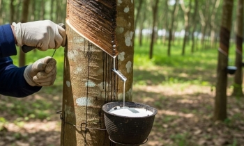 Cổ phiếu Cao su Hòa Bình tăng trần phiên thứ 5 liên tiếp