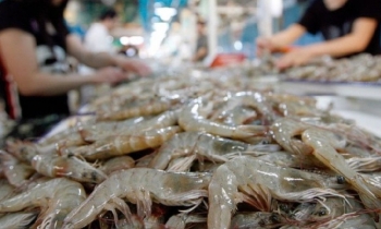 Mỹ kết luận sơ bộ chống bán phá giá tôm, doanh nghiệp Việt cần lưu ý gì?