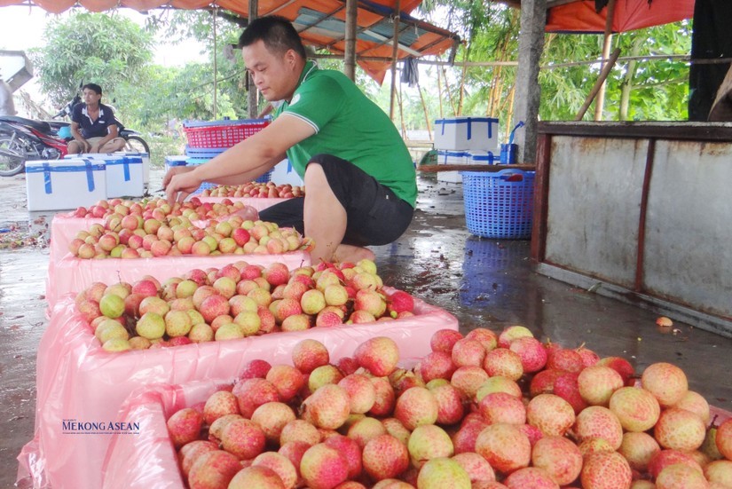Ưu tiên thông quan nhanh, hỗ trợ tiêu thụ mùa vải năm 2026
