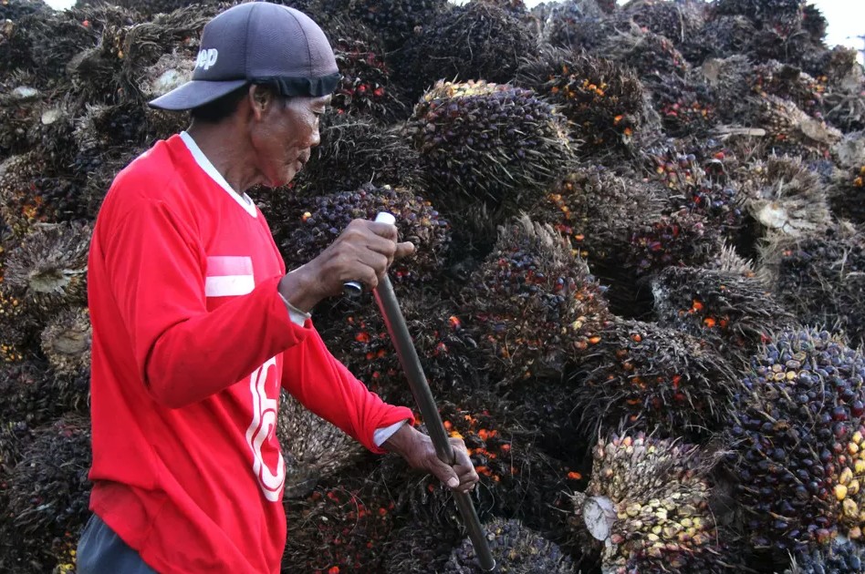 Xuất khẩu dầu cọ Indonesia vượt 8 tỷ USD trong 4 tháng