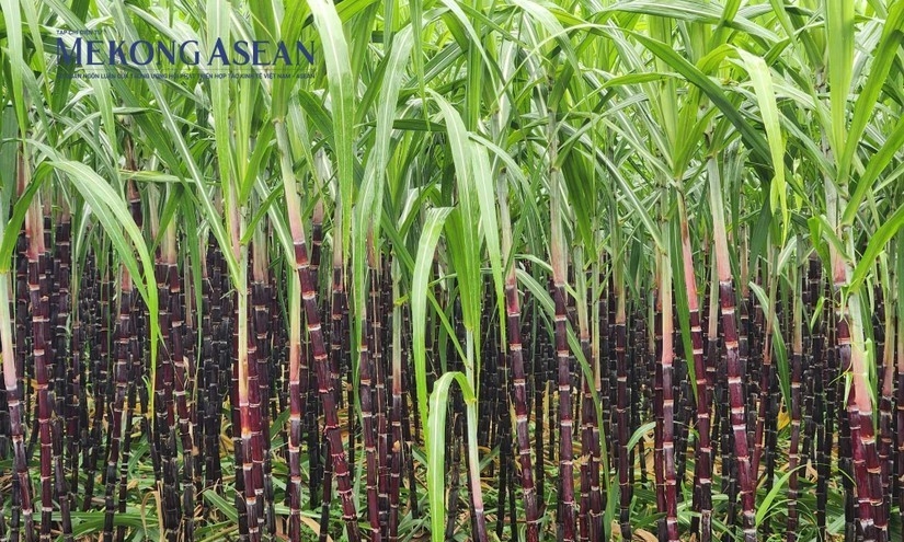 Gia hạn biện pháp phòng vệ thương mại với mía đường Thái Lan