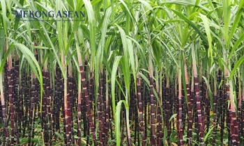 Gia hạn biện pháp phòng vệ thương mại với mía đường Thái Lan