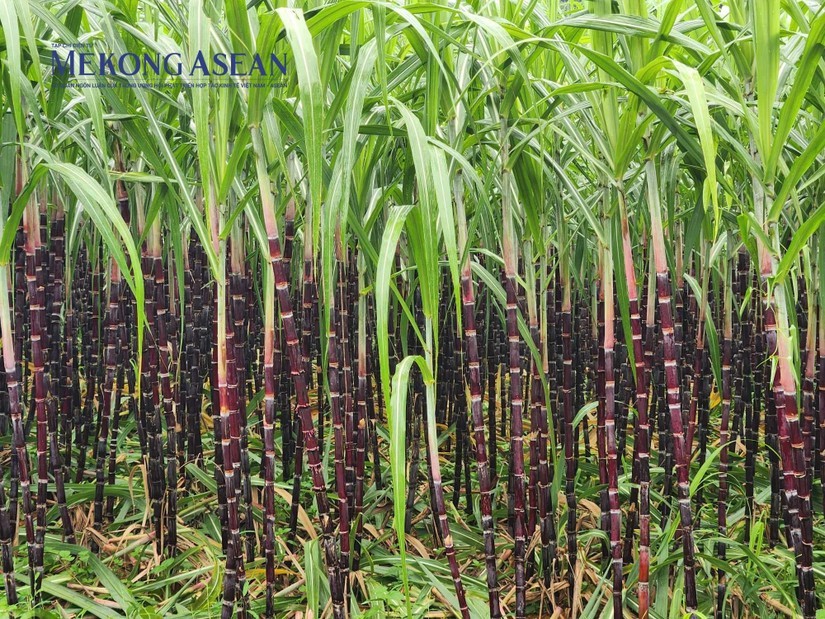 Gia hạn biện pháp phòng vệ thương mại với mía đường Thái Lan
