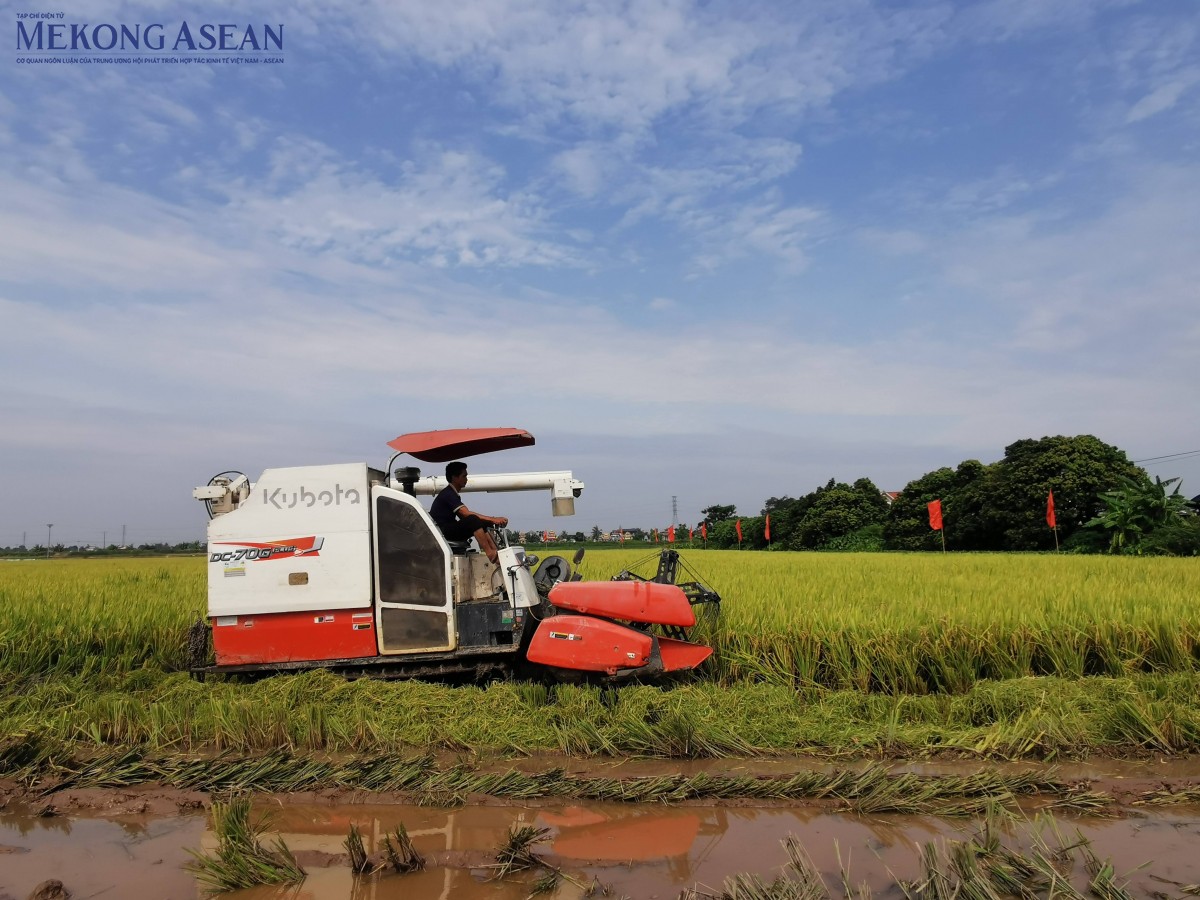 Canh tác lúa phát thải thấp cho kết quả tích cực tại Đồng bằng sông Hồng