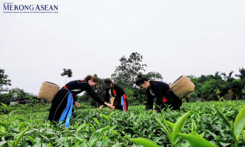Tạo 'bệ phóng' để hợp tác xã tham gia sâu vào chuỗi giá trị toàn cầu
