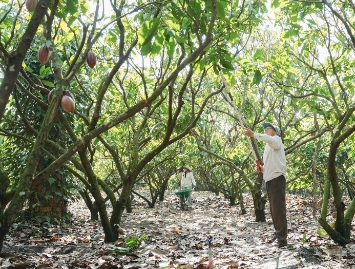 Vỏ cacao trở thành nguồn giá trị mới ở Đắk Lắk