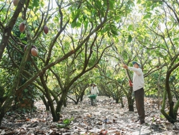 Vỏ cacao trở thành nguồn giá trị mới ở Đắk Lắk
