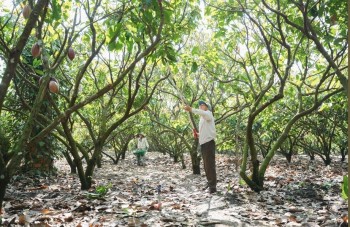 Vỏ cacao trở thành nguồn giá trị mới ở Đắk Lắk