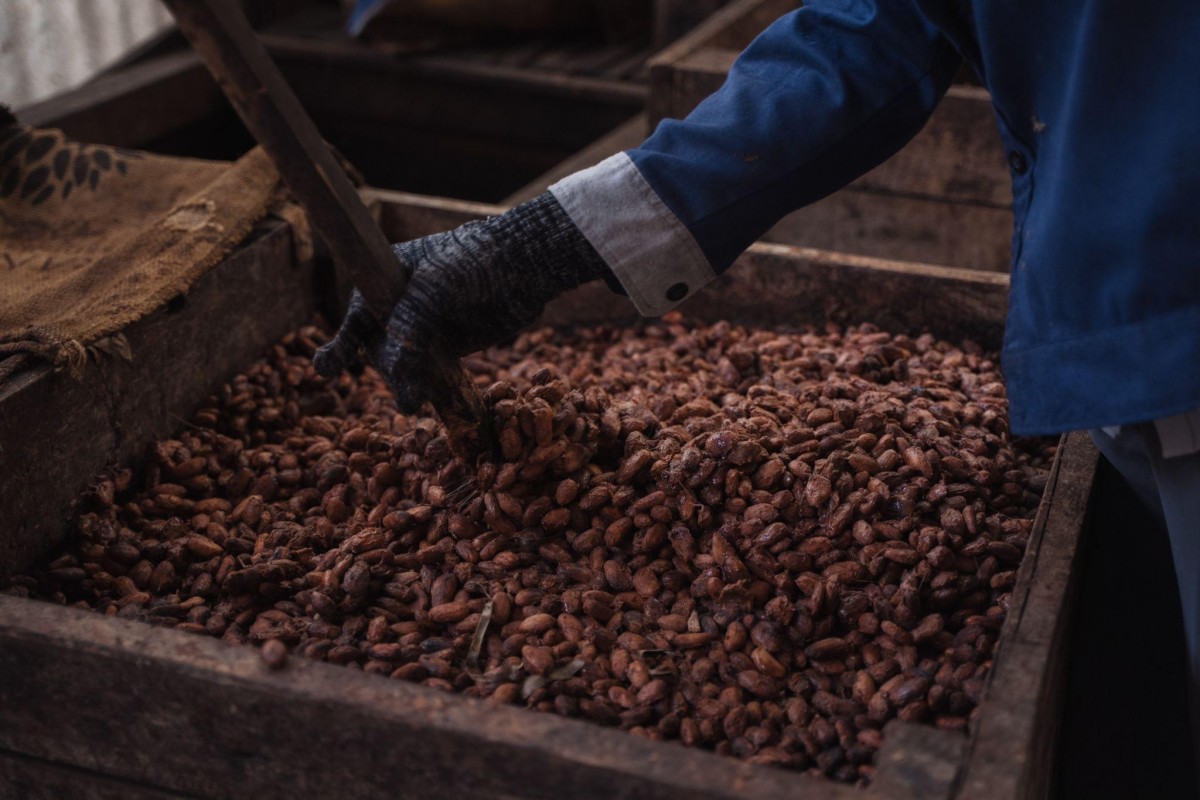 Khi vỏ cacao trở thành nguồn giá trị mới ở Đắk Lắk