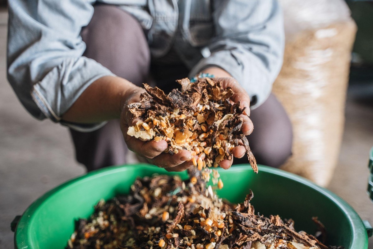 Khi vỏ cacao trở thành nguồn giá trị mới ở Đắk Lắk