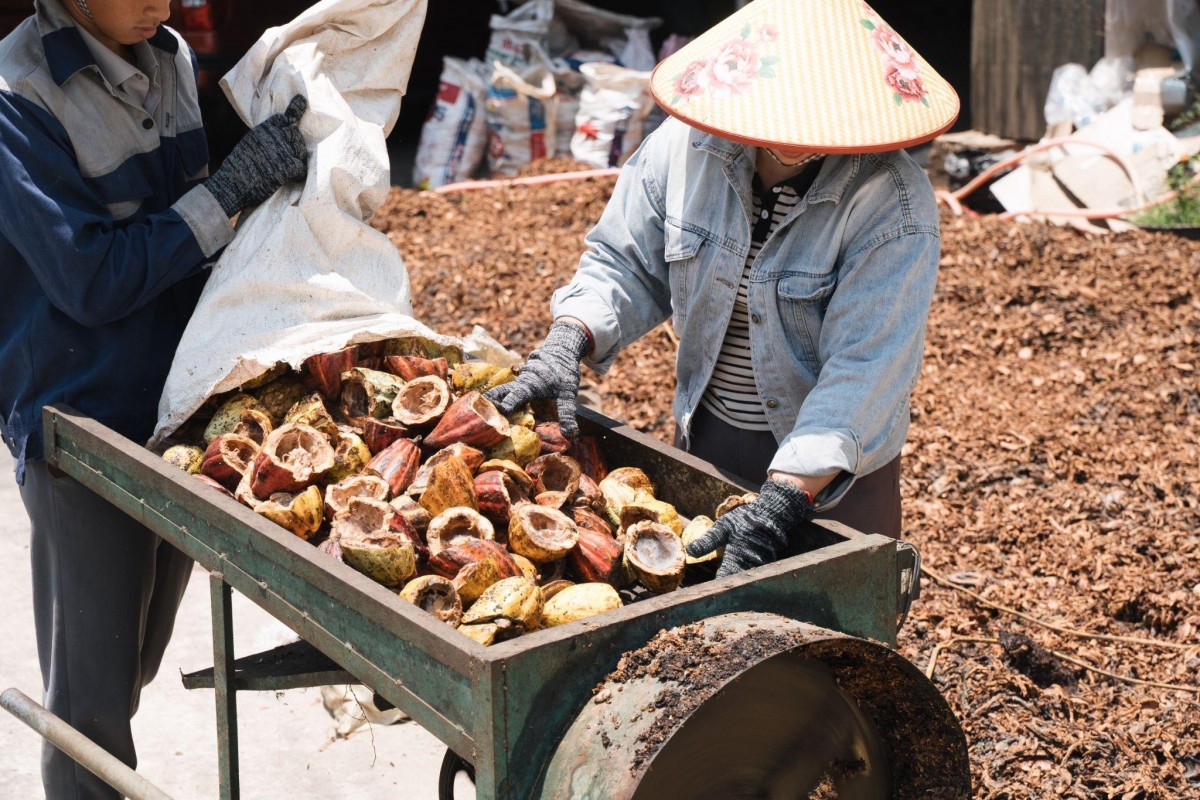 Khi vỏ cacao trở thành nguồn giá trị mới ở Đắk Lắk