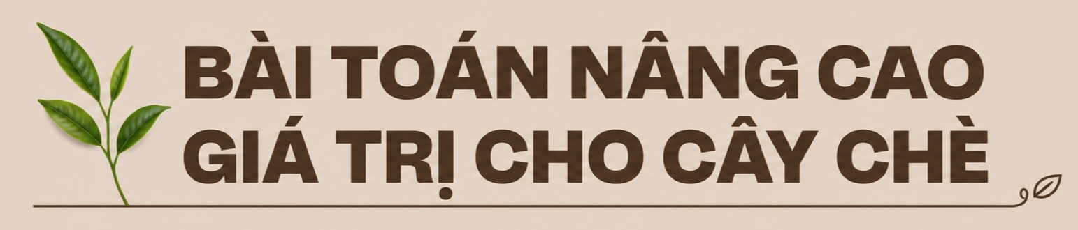 Chè Việt Nam là linh hồn trong nhiều sản phẩm trà nổi tiếng thế giới