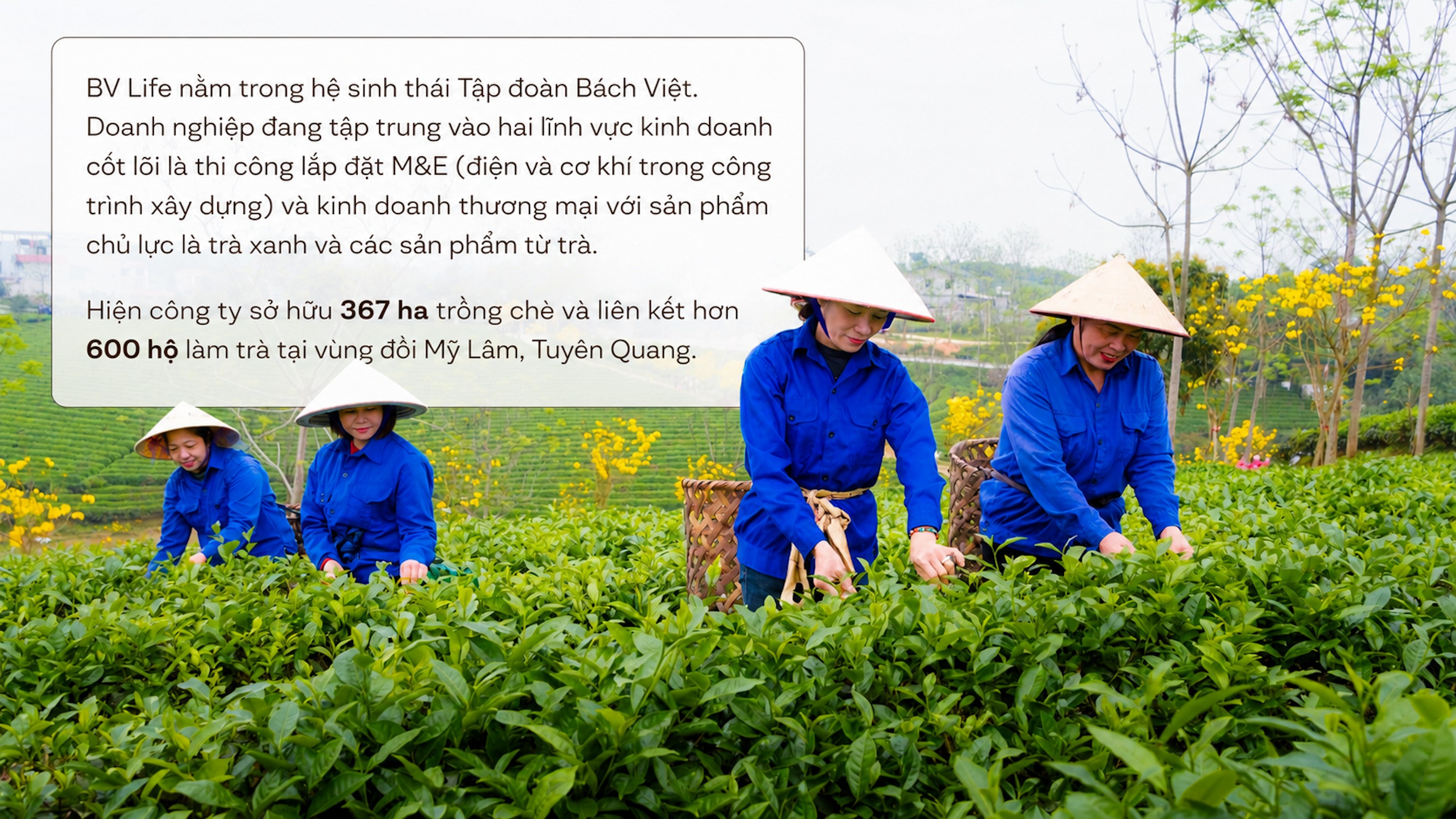 Chè Việt Nam là linh hồn trong nhiều sản phẩm trà nổi tiếng thế giới
